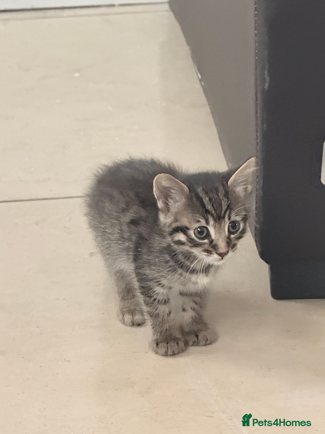 Bengal cats for sale: Cute bengal kittens for sale  - Image 3