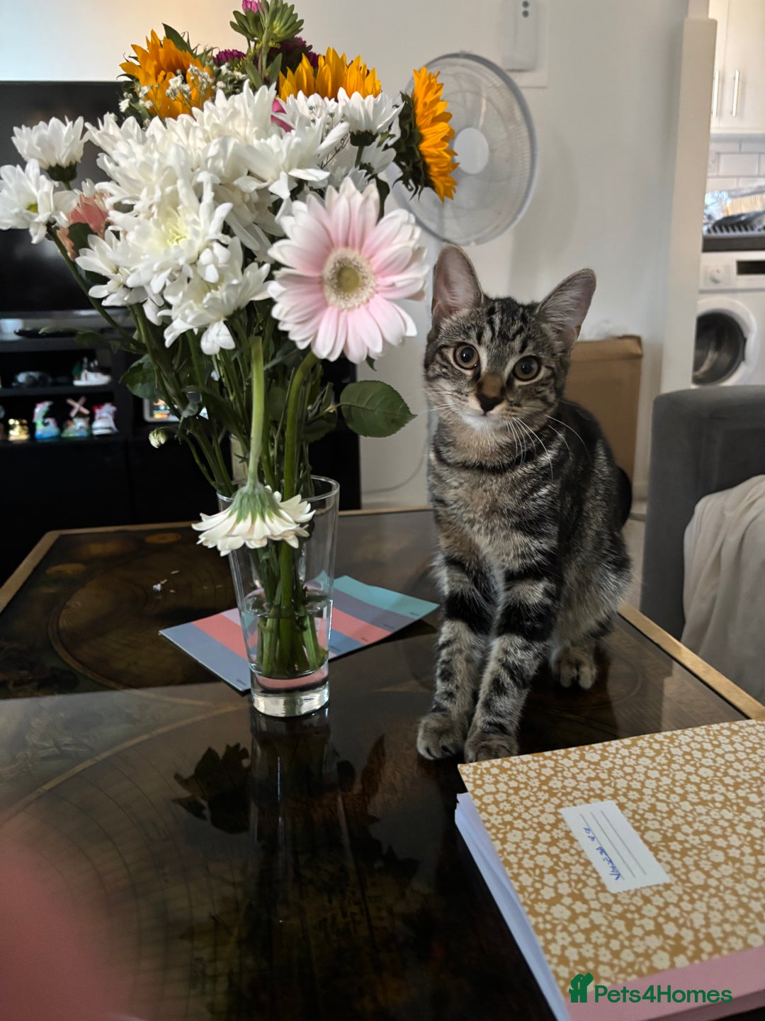 European cats for sale: Russian tabby 🥰 - Image 2