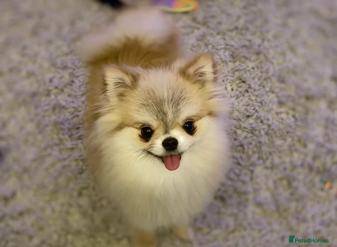 Pomchi dogs for sale: Pomchi looking for forever home - Advert 1