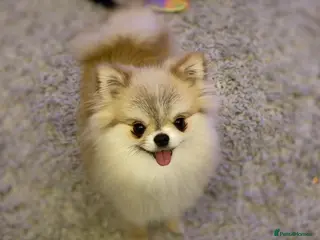 Pomchi dogs Pomchi looking for forever home - Advert 7