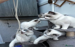 Ragdoll cats for sale: Male Ragdoll kittens - Image 6