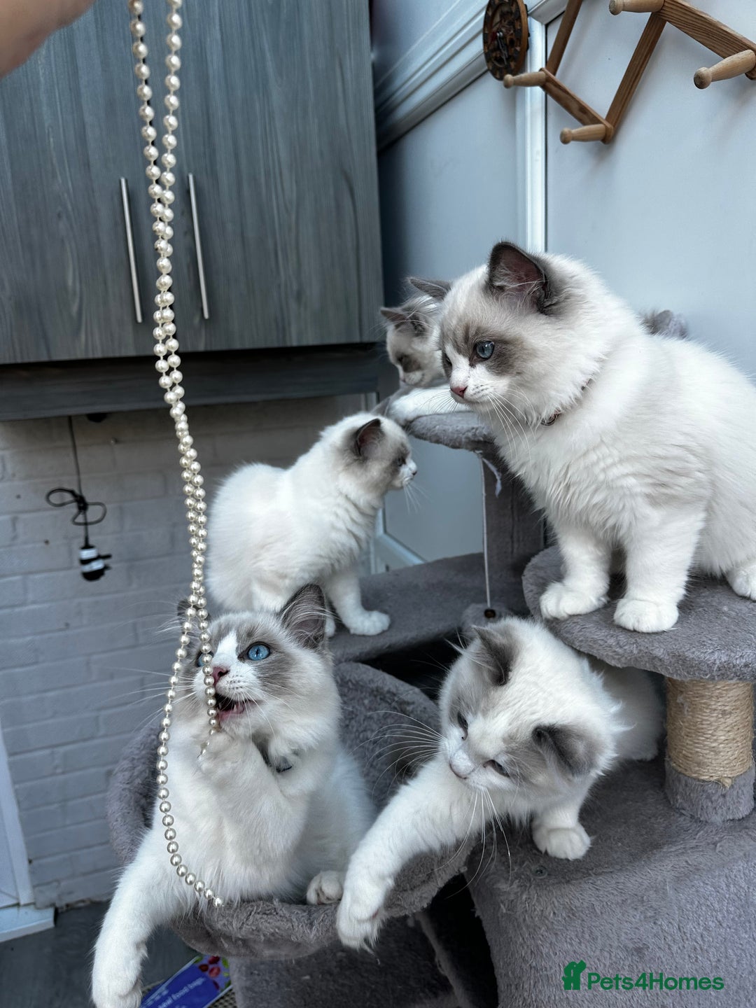 Ragdoll cats for sale: Male Ragdoll kittens - Image 6