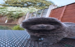 Chow Chow dogs for sale: 💫Stunning Chows Available 🥰❤️ - Image 28