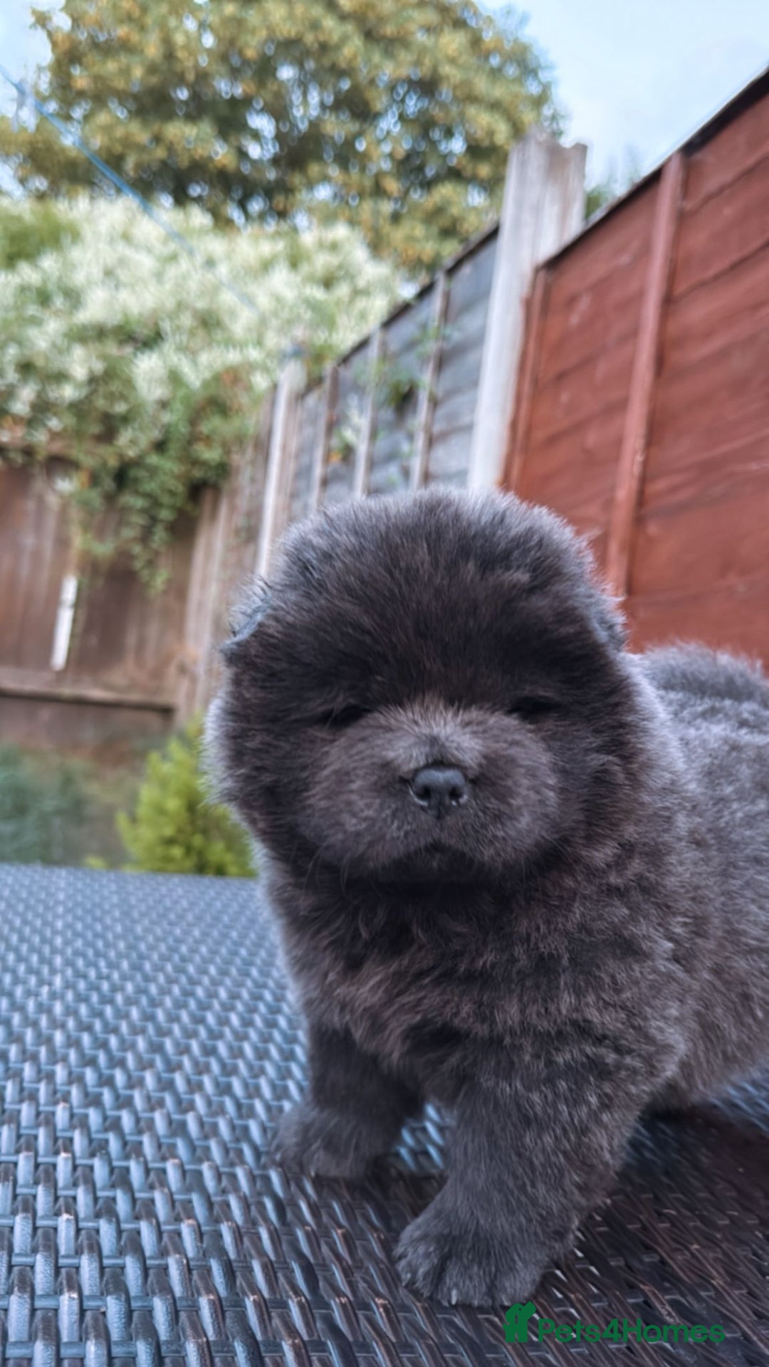 Chow Chow dogs for sale: 💫Stunning Chows Available 🥰❤️ - Image 28