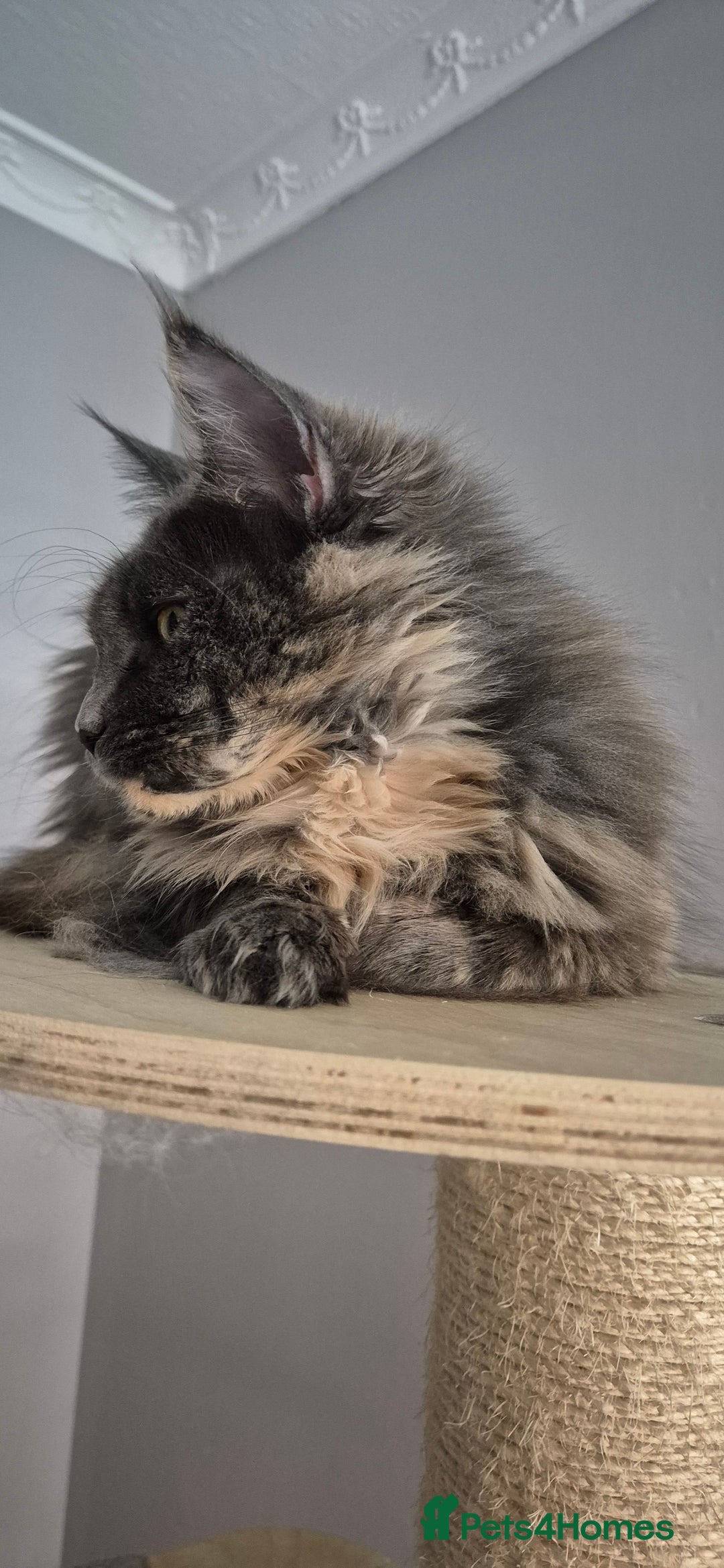 Maine Coon cats for sale: Maine Coon kittens Glasgow  - Image 30