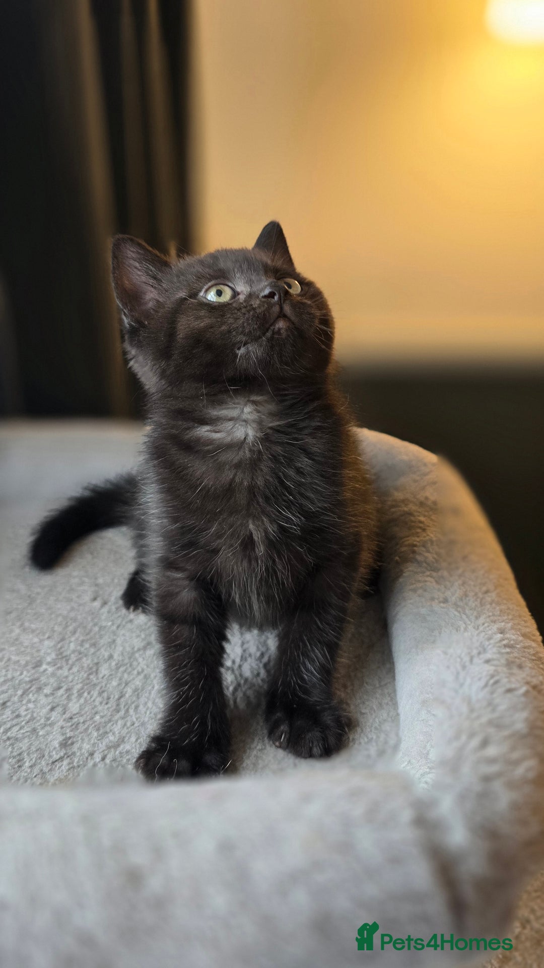 Mixed Breed cats for sale: Half Britishlonghair half Tuxedo! Only 1 left. - Image 6