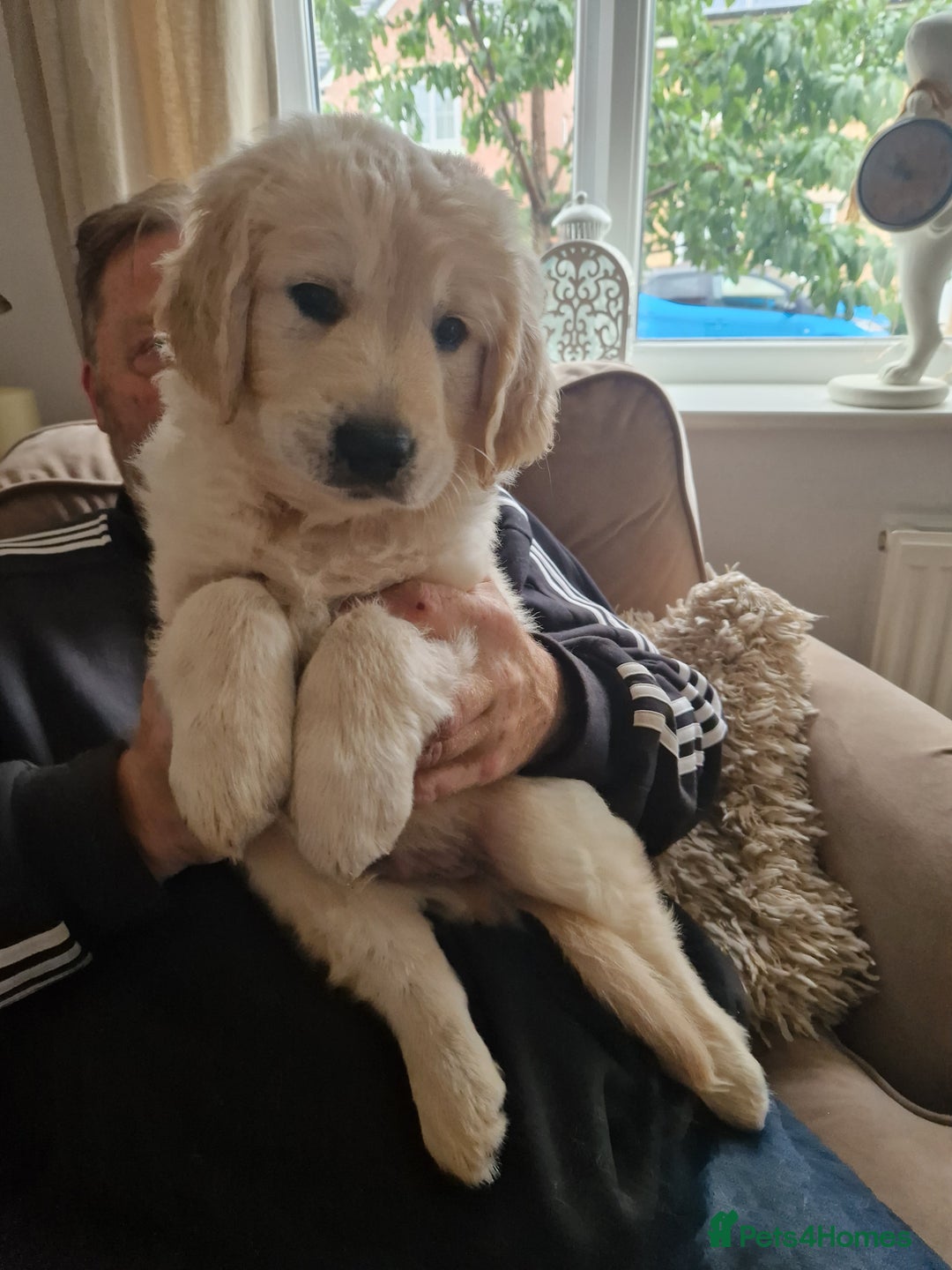Golden Retriever dogs for sale: Stunning golden retriever babies - Image 33