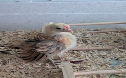 Chickens poultry for sale: Tiny Serama chicks (world's smallest chicken) - Image 2