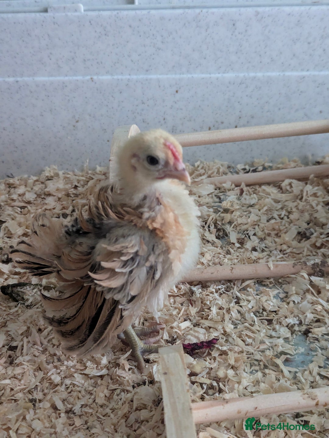 Chickens poultry for sale: Tiny Serama chicks (world's smallest chicken) - Image 2