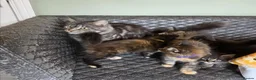 Maine Coon cats for sale: Tica, Health Checked Maine Coon kittens - Advert 5