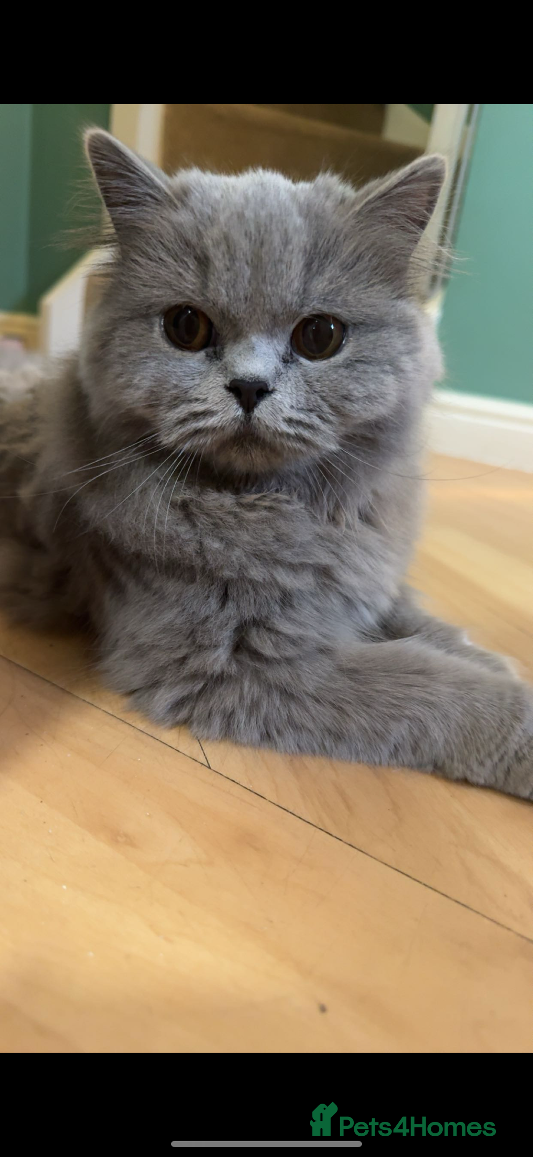 British Longhair cats for sale: British long hair  - Advert 7