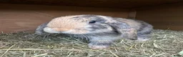 Mini Lop rabbits for sale: Gorgeous male lop bunny  in Keighley - Advert 3