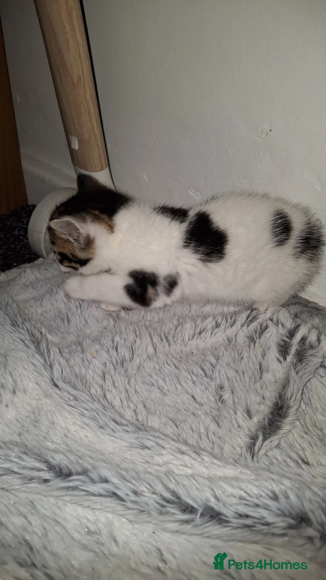 Mixed Breed cats for sale: Bengal mixed breed kittens in Manchester - Advert 2