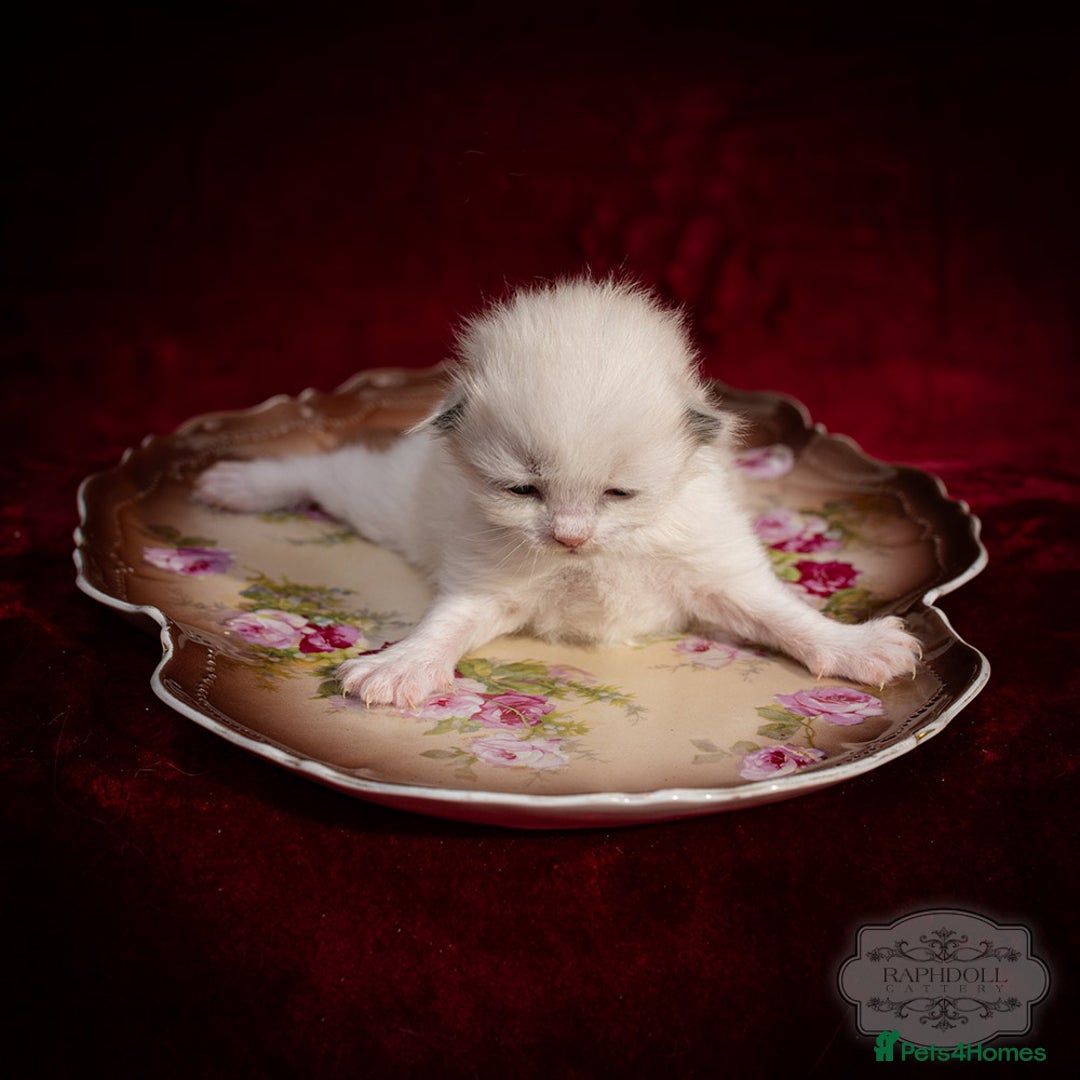 Ragdoll cats for sale: Ragdoll Blue Bicolor Kitten Boy LRBA TICA - Image 6