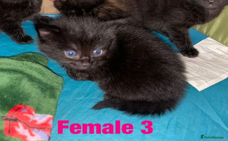 British Shorthair cats - Advert 1