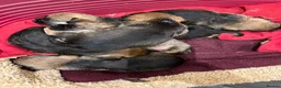 Border Terrier dogs for sale: 3 beautiful boys!  - Advert 5