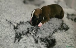 Boxer dogs for sale: Boxer puppies - Image 16