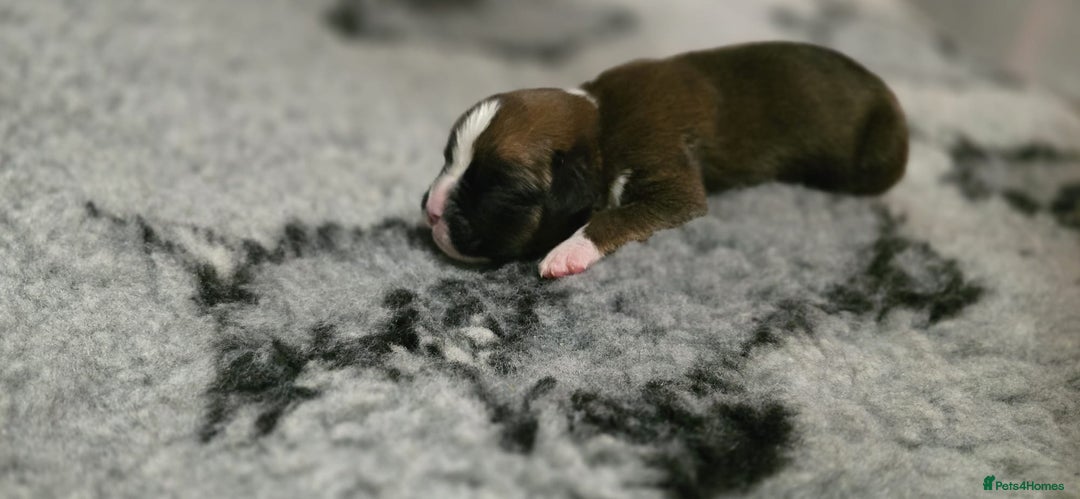 Boxer dogs for sale: Boxer puppies - Image 16
