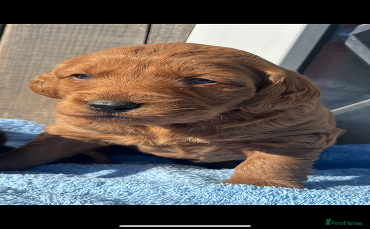 Labradoodle dogs - Advert 3