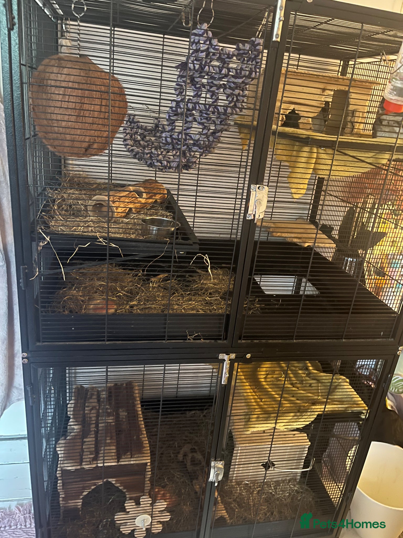 Chinchilla rodents 3 Male Chinchillas and Cage - Advert 12