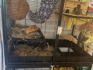 Chinchilla rodents 3 Male Chinchillas and Cage - Advert 2