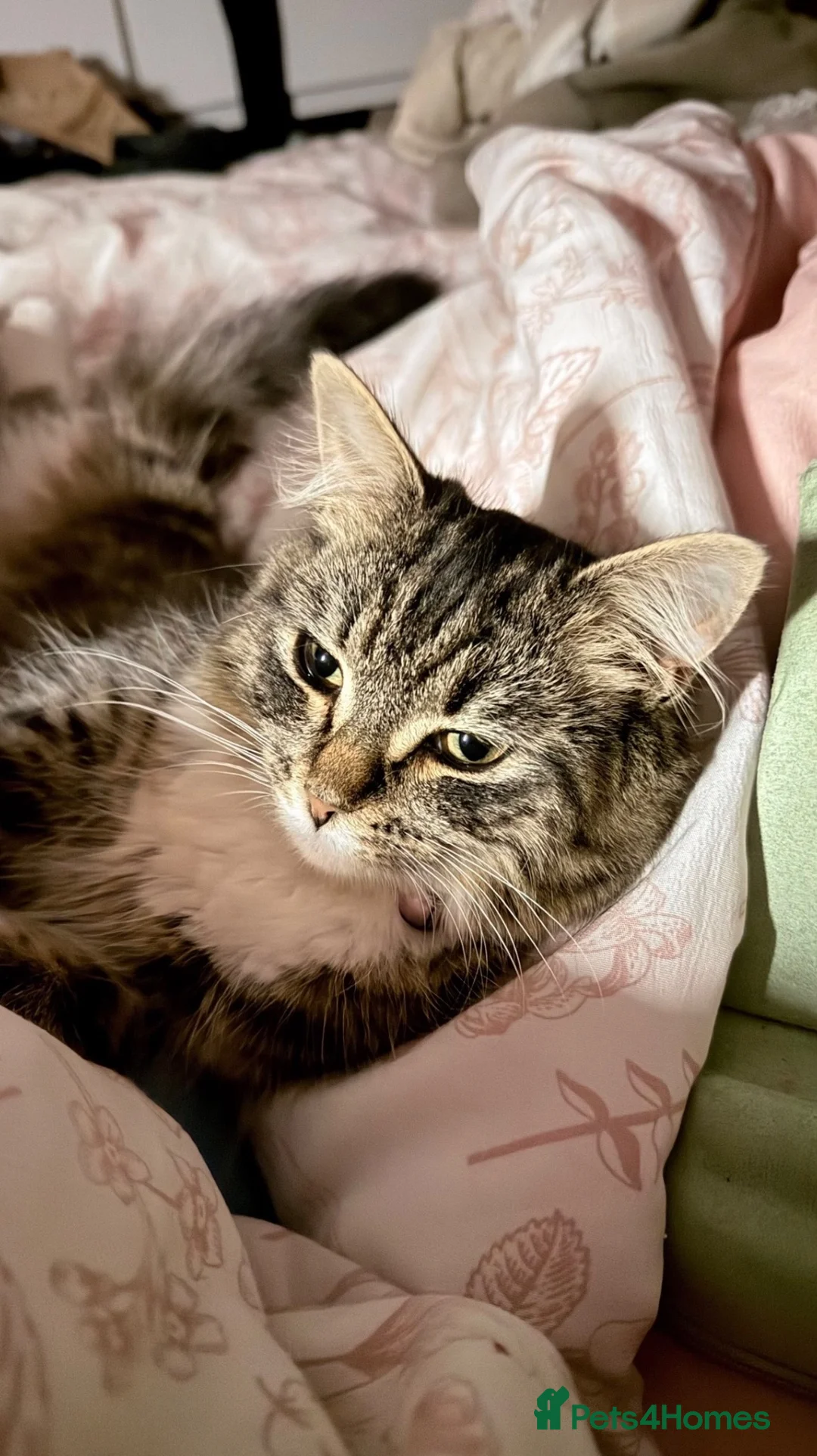 British Longhair cats for sale: Long haired kittens  - Advert 2
