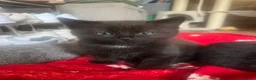 Mixed Breed cats for sale: 2 x black females left for sale  - Advert 3
