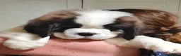 Saint Bernard dogs for sale: Show Quality Saint Bernard's  - Advert 15