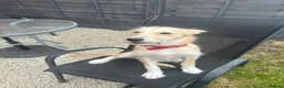 Mixed Breed dogs for sale: Rehoming needed for beautiful Luna - Advert 3