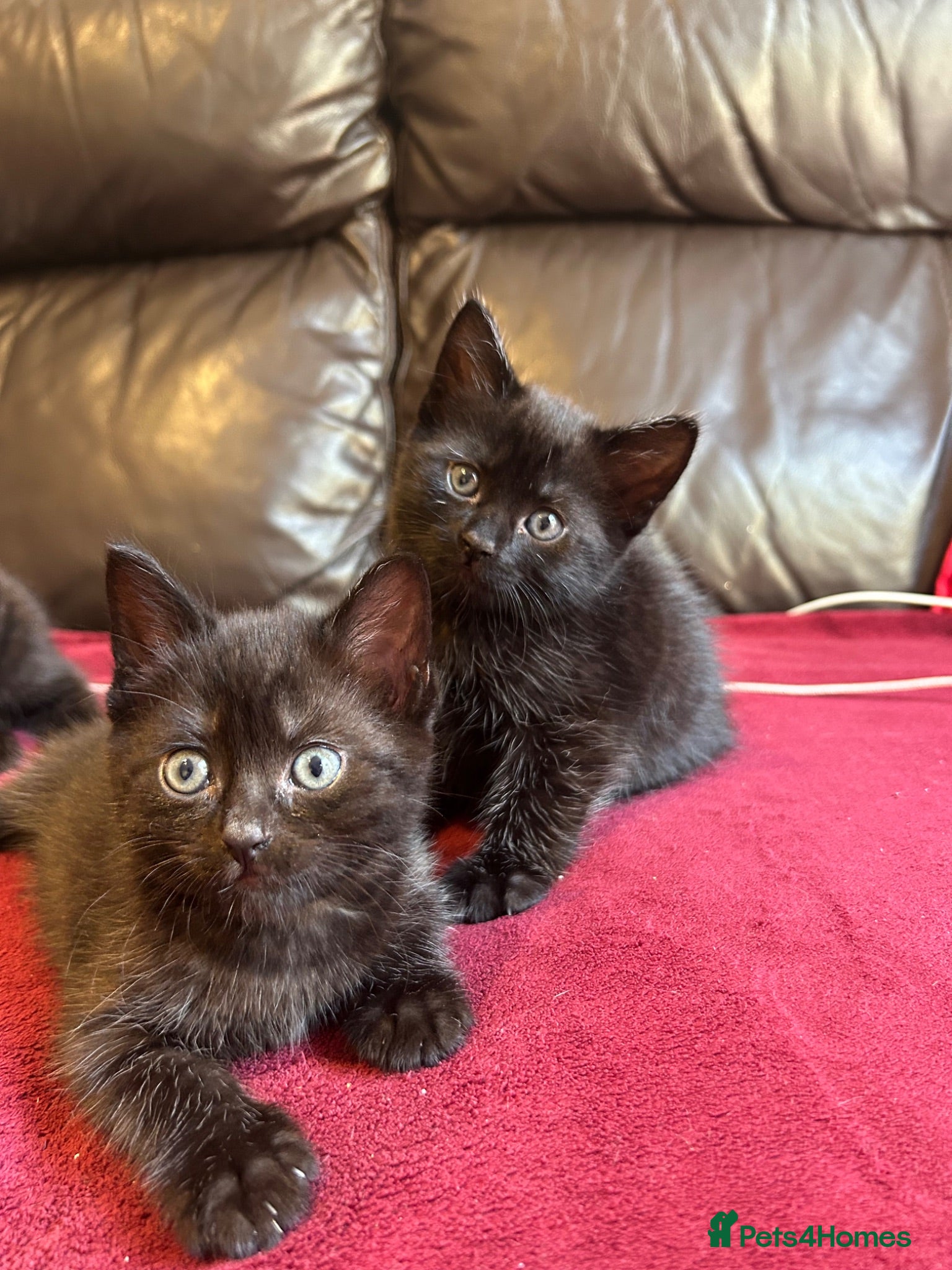 Mixed Breed cats Kittens for sale - Advert 1
