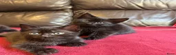 Mixed Breed cats for sale: Kittens for sale - Advert 1