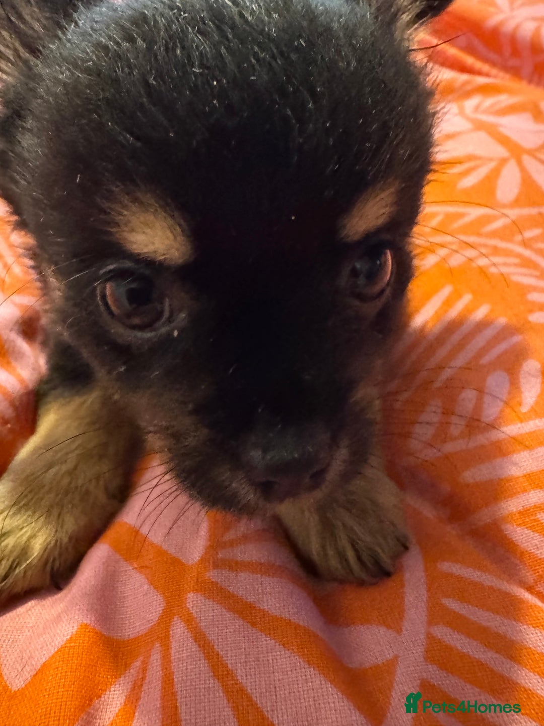 Chihuahua dogs for sale: chocolate boy black n tan boy creamish girl  - Advert 13