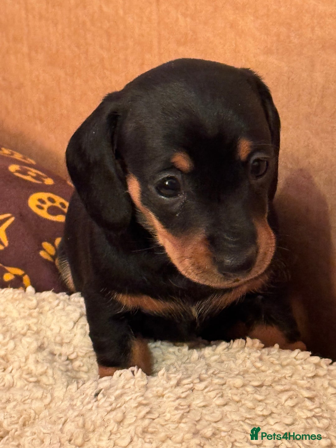 Miniature Dachshund dogs for sale: 1 dog left! Ready now. KC reg - Advert 16