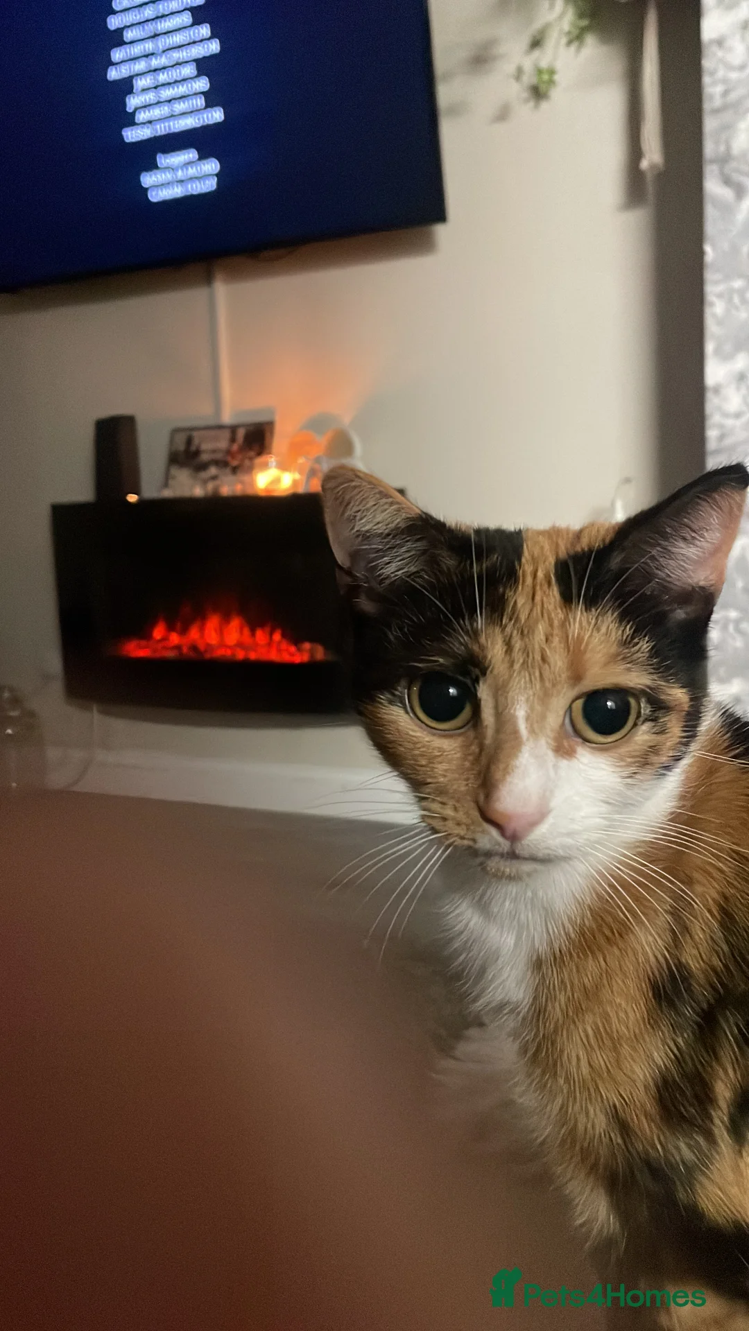 Mixed Breed cats for sale: Calico kitten  - Advert 3