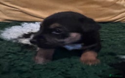Jack Russell dogs for sale: Stunning Miniature Jack Russell Puppies  - Image 7