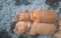 Cocker Spaniel dogs for sale: Working Cocker Spaniel Pups parents DNA tested - Image 10