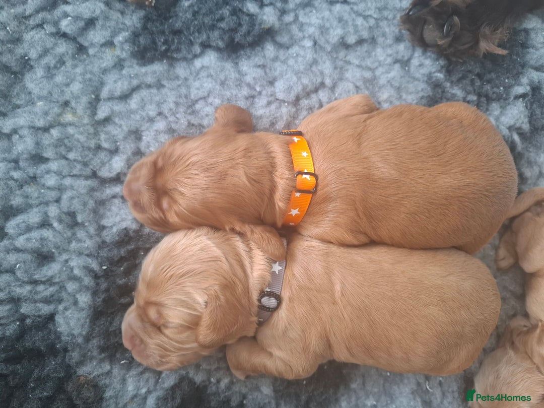 Cocker Spaniel dogs for sale: Working Cocker Spaniel Pups parents DNA tested - Image 10