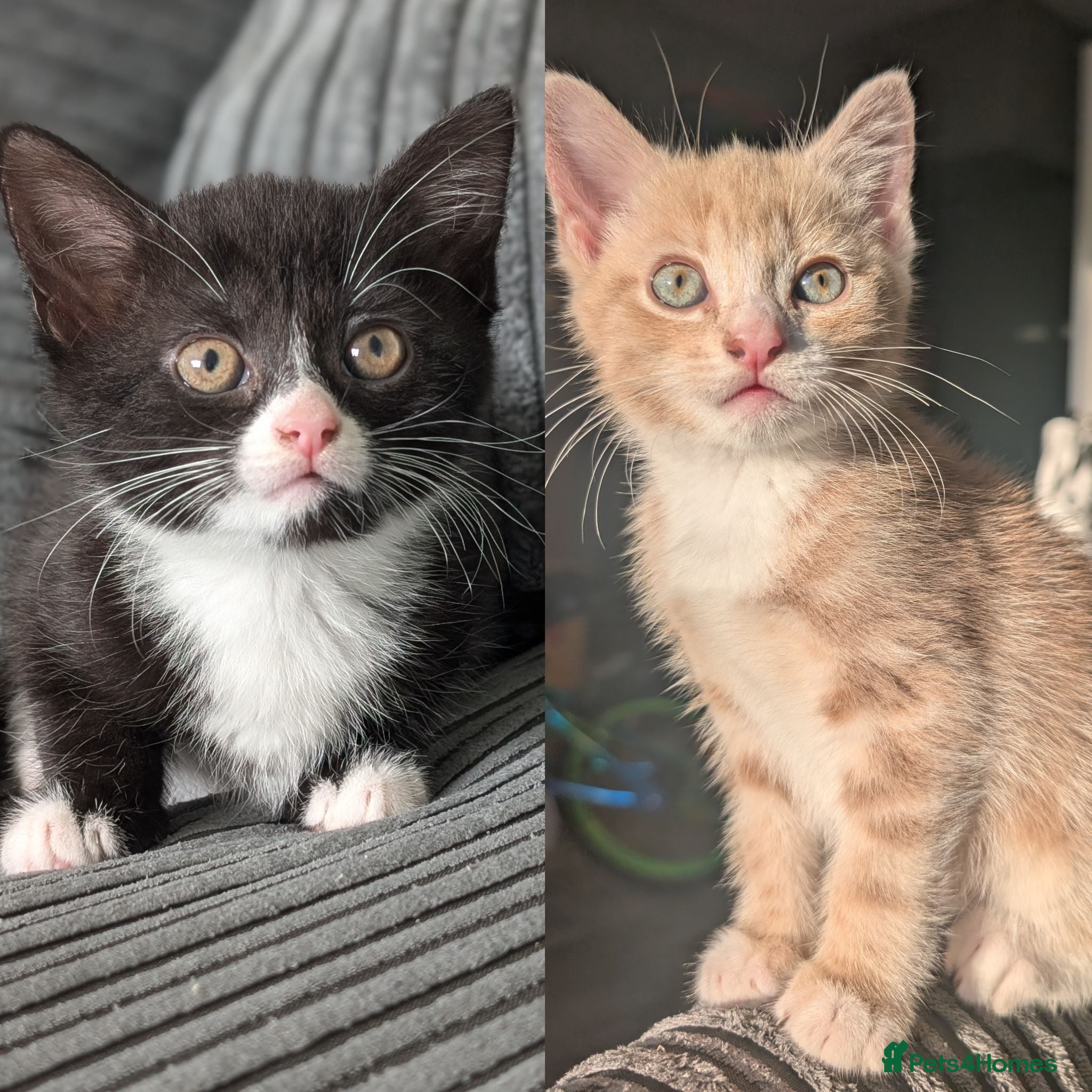 Domestic Shorthair cats 8 week old kittens - Advert 3
