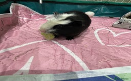 Guinea Pig rodents for sale: X2 Male Guinea Pigs  - Image 3