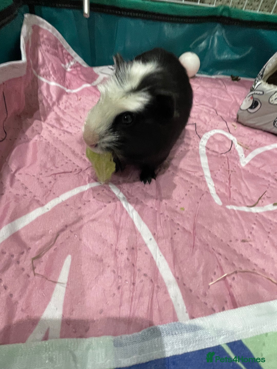 Guinea Pig rodents for sale: X2 Male Guinea Pigs  - Image 3