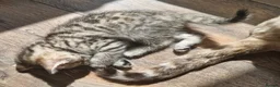 Bengal cats for sale: 4 half bengal kittens - Advert 9