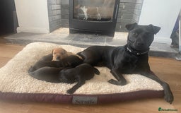 Mixed Breed dogs for sale: Plummer x Lakeland puppies  - Image 2