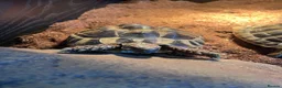 Tortoise reptiles for sale: 1 Herman tortoise for sale in Farnham - Advert 8