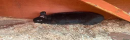 Mixed Breed rabbits for sale: Black male rabbit  in Blandford Forum - Advert 2