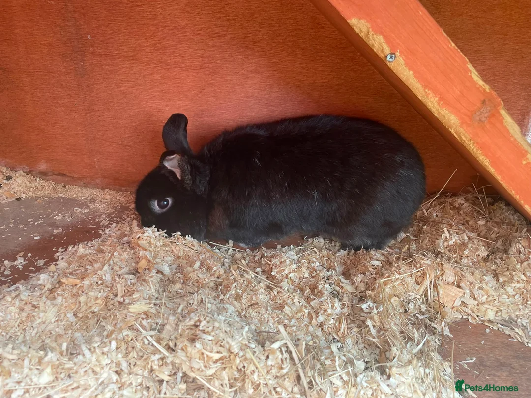 Mixed Breed rabbits for sale: Black male rabbit  in Blandford Forum - Advert 2