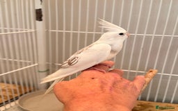 Cockatiels birds for sale: Beautiful baby cockatiels  - Image 4