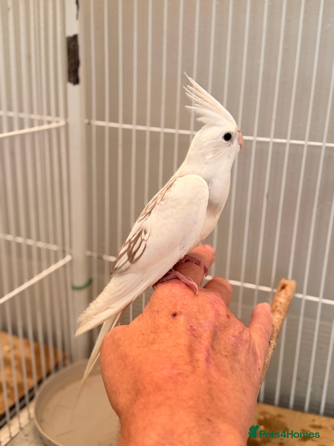 Cockatiels birds for sale: Beautiful baby cockatiels  - Image 4