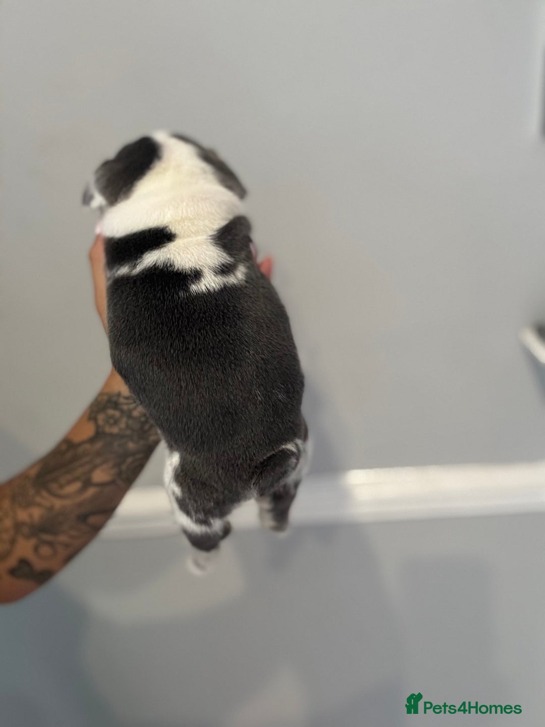 French Bulldog dogs for sale: Beautiful boys excellent quality - Image 9