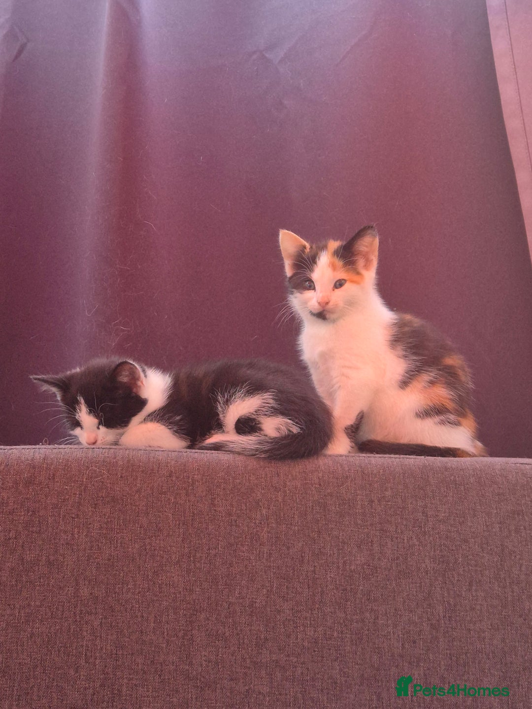 Mixed Breed cats for sale: Cute kitten - Advert 4