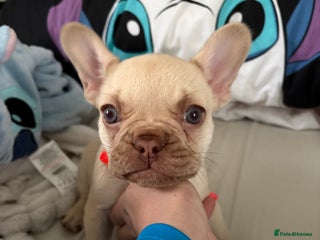 French Bulldog dogs French bulldog girl - Advert 8